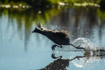 Red knobbed coot bird in action during sunset in South Africa