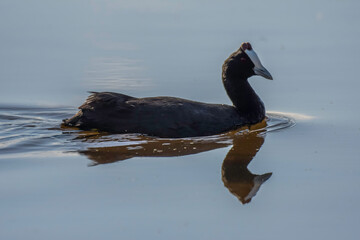 Red knobbed coot bird in action during sunset in South Africa