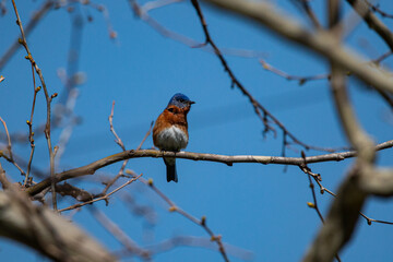 Eastern Bluebird Sitting In Tree