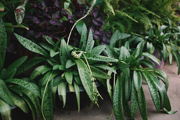 Fototapeta premium leaf ornamental plant on the nature plant tree, green plants many kinds growing in the garden decorate front garden Variegated plants leaves