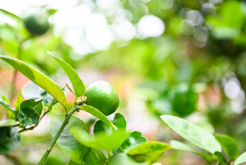 Green limes on a tree, Fresh lime citrus fruit high vitamin C in the garden farm agricultural with nature green blur background at summer
