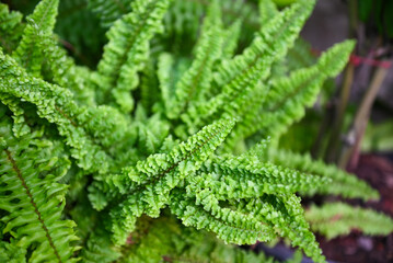 fern leaf on the nature plant tree, fern garden