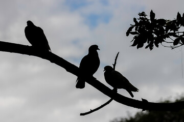 The shadow of a dove in a Brazilian park