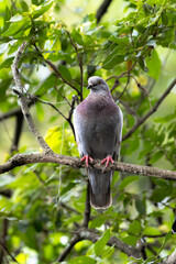 A dove in a Brazilian park
