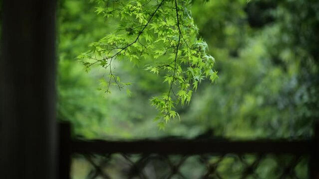 風に揺れる初夏の日本庭園の青もみじ
