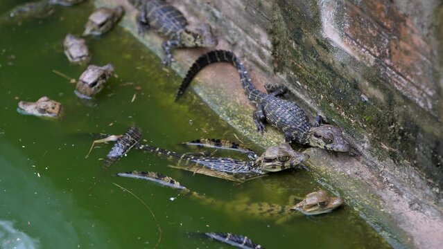 a lot of little crocodile babies. swim in the pool. with muddy water. crocodile farm
