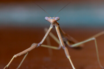 Extreme Close Up of Praying Mantis Insect