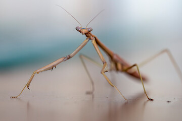 Extreme Close Up of Praying Mantis Insect