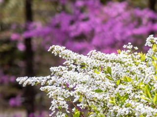 春の公園で　ユキヤナギとコバノミツバツツジ