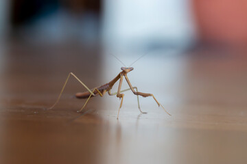 Extreme Close Up of Praying Mantis Insect