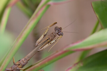 Extreme Close Up of Praying Mantis Insect