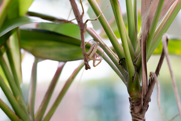 Extreme Close Up of Praying Mantis Insect