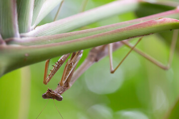 Extreme Close Up of Praying Mantis Insect