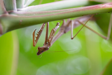 Extreme Close Up of Praying Mantis Insect