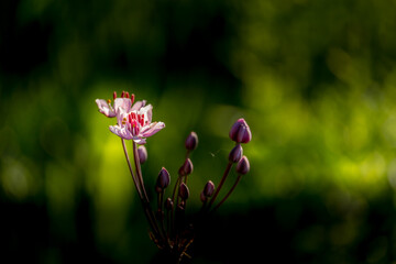 Beautiful pink grass rush flower at the swamp