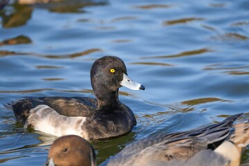 きれいな模様の水面をのんびりと泳ぐキンクロハジロ　オス