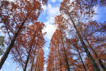 青空バックに見上げるメタセコイア並木の黄葉＠大阪