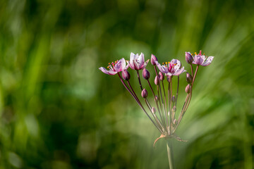 Beautiful pink grass rush flower at the swamp