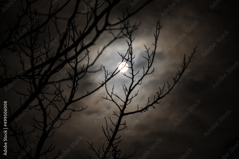 Wall mural the full moon in cloudy sky seen through branches of trees at night