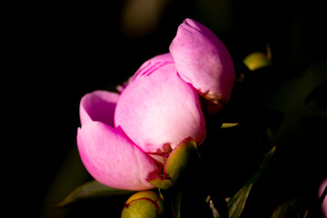 Beautiful Peony flower in the spring