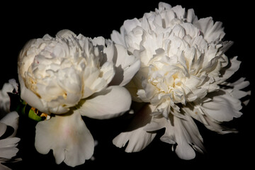 Beautiful Peony flower in the spring