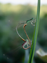 spider on a web