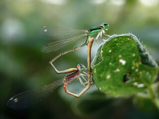 dragonfly on a leaf