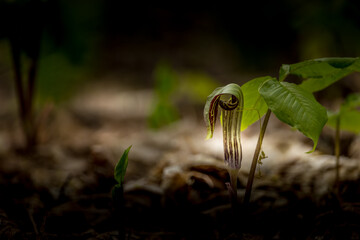Jack in the Pulpit flower in the spring Ontario