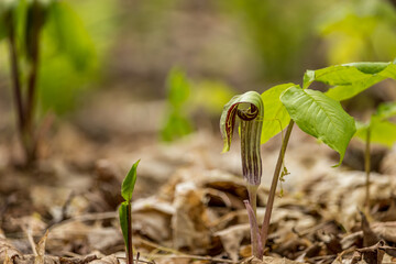 Jack in the Pulpit flower in the spring Ontario