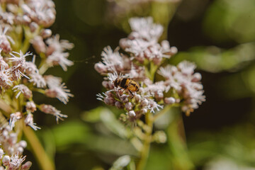 Poliniza&ccedil;&atilde;o