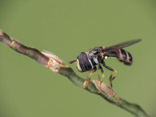 macro of a fly