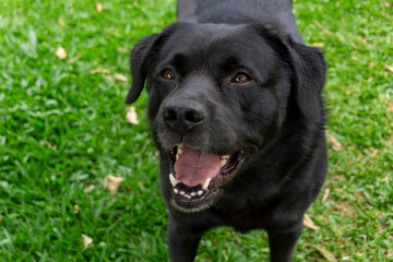 black labrador puppy