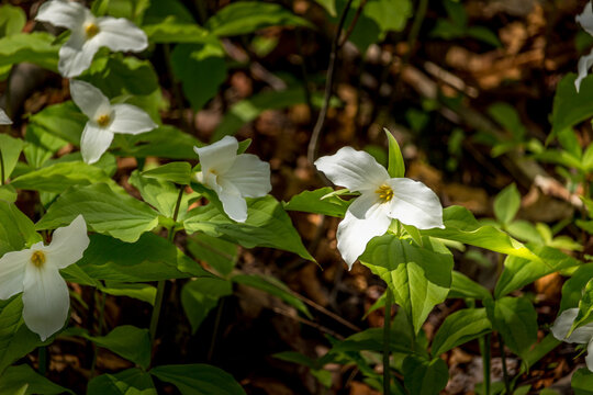 Beautiful Ontario white trillium in the spring