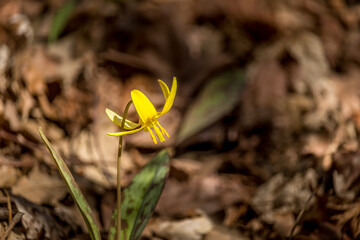 Beautiful yellow trout lily in the spring