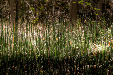 Obraz premium Horsetail plant in at the ravine in the spring