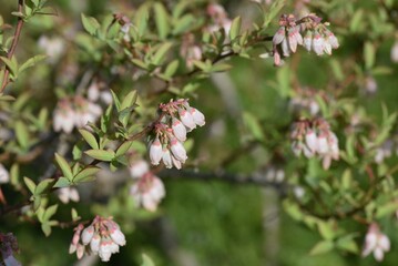 Blueberry flowers. Ericaceae shrub fruit tree. The bell-shaped flowers bloom in spring and the berries ripen in autumn and are used for jams, juices and sweets.