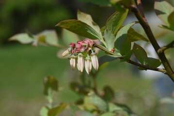 Blueberry flowers. Ericaceae shrub fruit tree. The bell-shaped flowers bloom in spring and the berries ripen in autumn and are used for jams, juices and sweets.