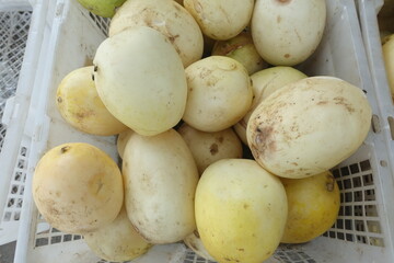 Sweet white cucumber fruit is rich in vitamins.