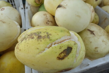 Sweet white cucumber fruit is rich in vitamins.