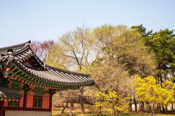 Fototapeta premium 경복궁의 봄