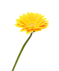 Stack yellow Gerber flowers, daisies isolated on white 