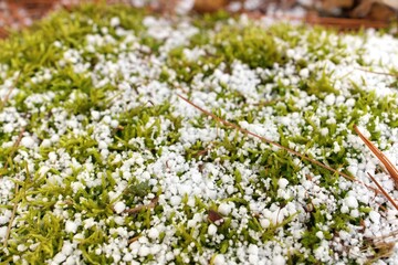 Obraz na płótnie Canvas Sphagnum Moss Covered in a Fresh Layer of Graupel Snow in Spring