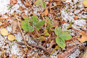 Small Strawberry Plants Surrounded by a Thin Fresh Layer of Graupel Snow in Spring