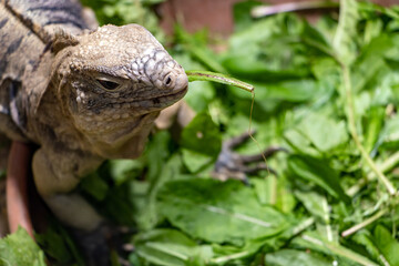 The Cuban rock iguana - Cuban ground iguana (Cyclura nubila) is feeding a green plant from a bowl