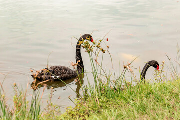 Aves no lago
