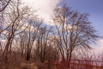 Fototapeta na wymiar Brown Tree branches in the winter