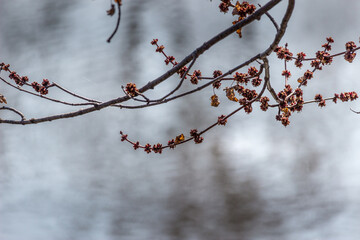 Beautiful Maple Tree flowering in the spring time