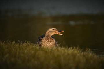 duck on a pond