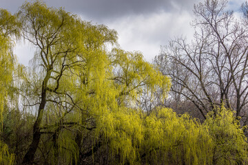 Beautiful Willow Tree flowering in the spring time