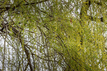 Beautiful Willow Tree flowering in the spring time